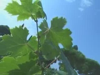 Bilan des vendanges 2009 dans le Gard