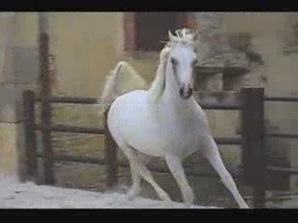 Pure sang arabe, 1 an (www.equirodi.com)