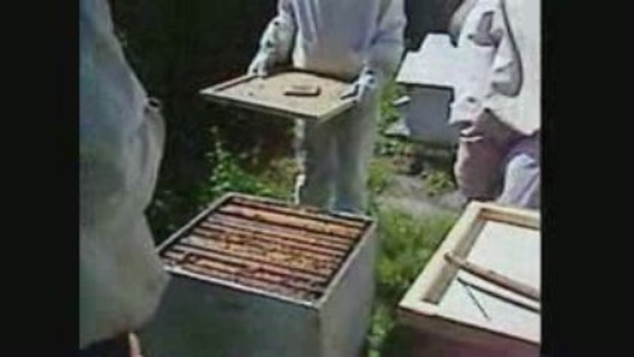 récolte de miel 2