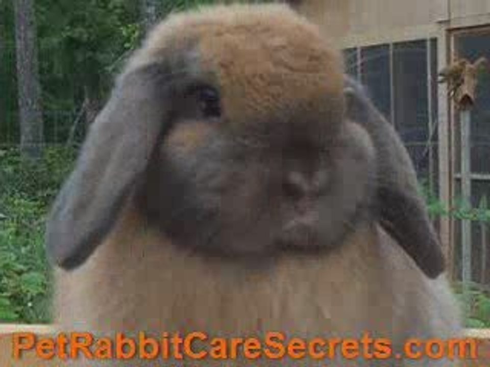 Rabbit Pictures-See Different Faces of Their Kind