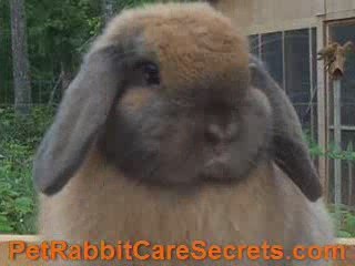 Rabbit Pictures-See Different Faces of Their Kind