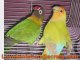 African Lovebirds - See The Beauty of This Lovely Birds
