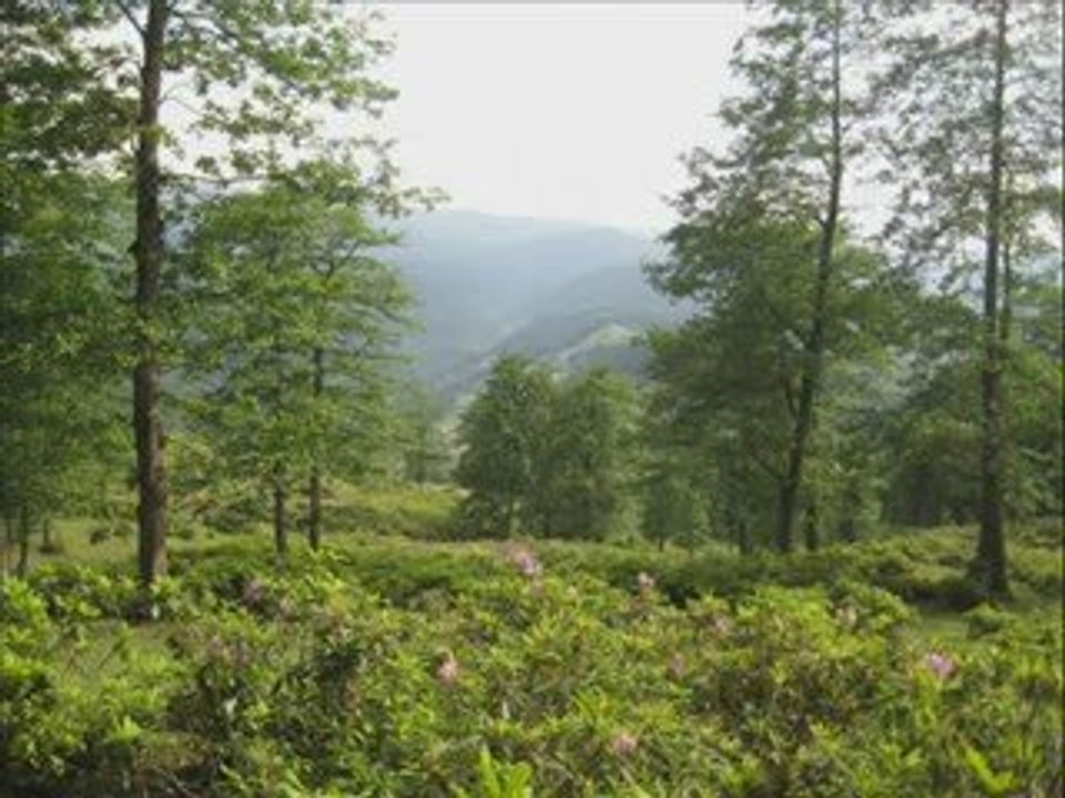 çayırbağı
