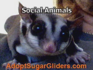 Sugar Glider Pet - Get Along With Your Little Pet