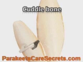 Parakeet Birds - 5 Components For Their Nutritious Diet