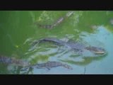 Snack Time for Alligators - Feeding Gators Treats