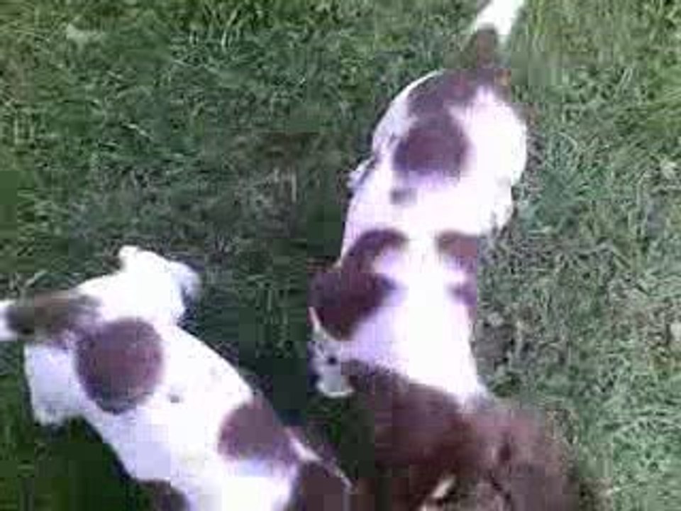 Les castor bébés springers de 2 mois
