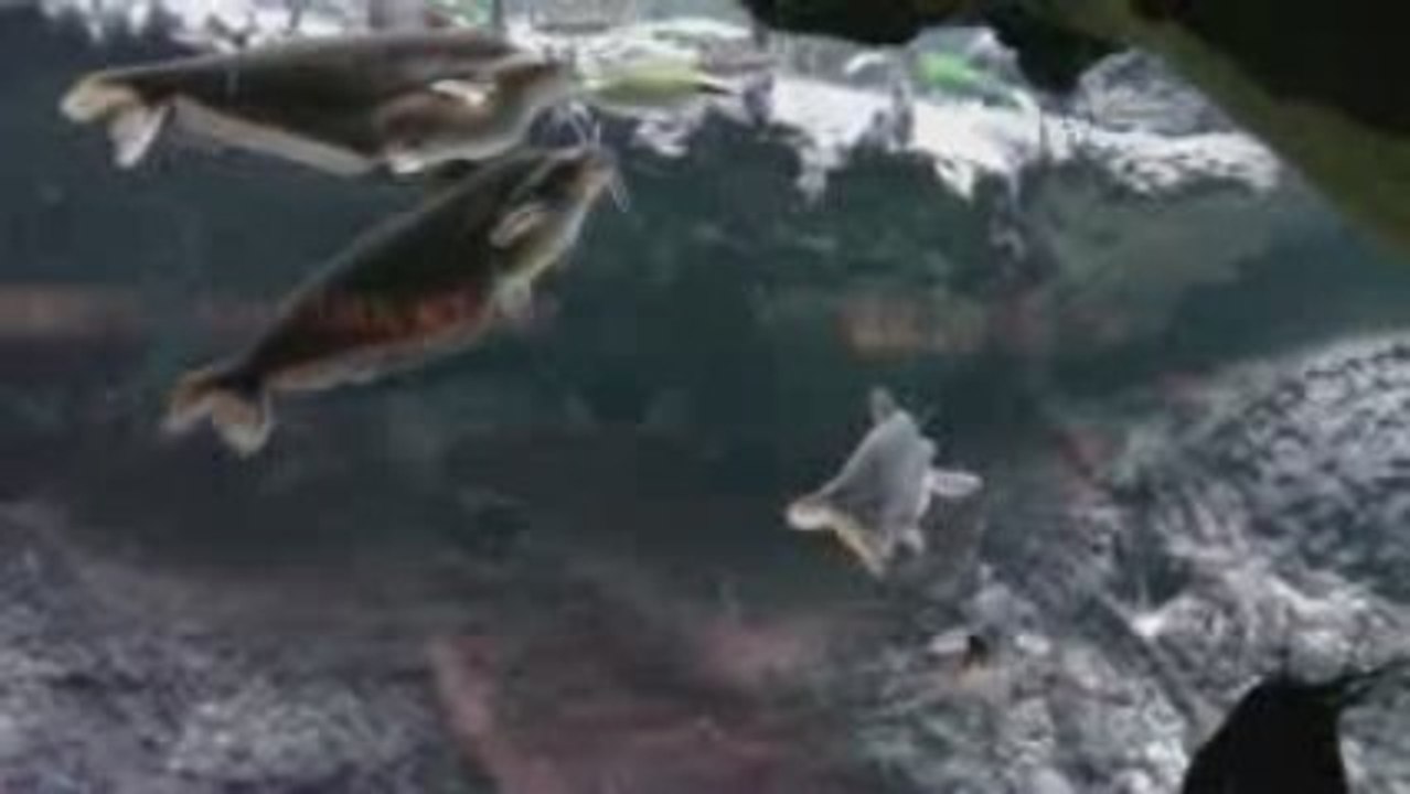 Smokey Catfish - Schilbe mystus