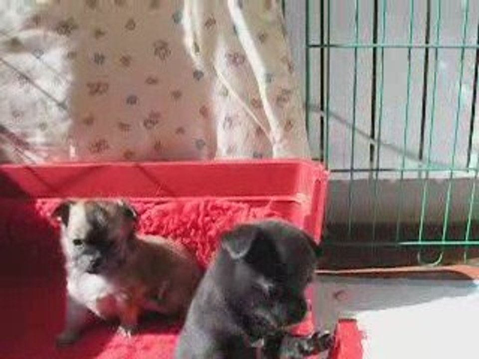 BB's