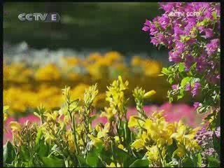 Beijing se llena de flores 60 aniversario de la nueva China