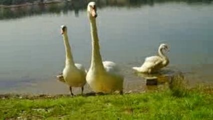 Кормление лебединой семьи на озере Гревенхоф_Кёльн