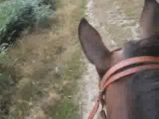 Grand et dernier galop dans le pré Little Fly