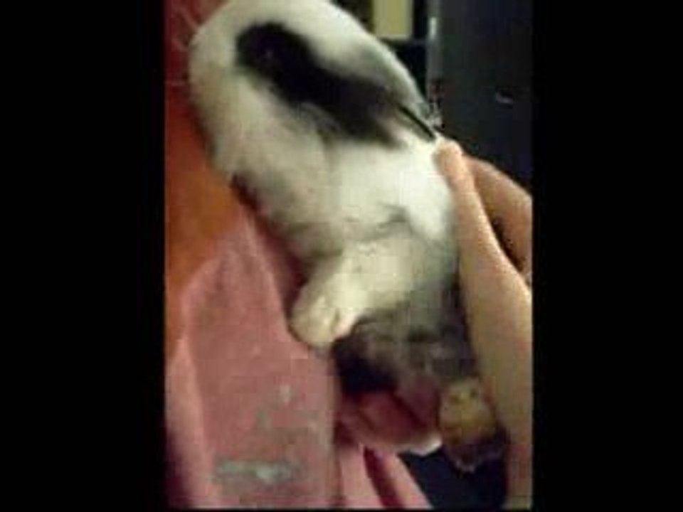 Lapin Noname