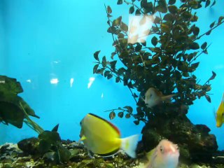 АКВАРИУМНЫЕ РЫБКИ