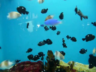 АКВАРИУМНЫЕ РЫБКИ