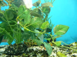 АКВАРИУМНЫЕ РЫБКИ