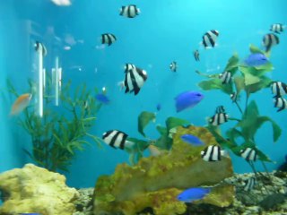 АКВАРИУМНЫЕ РЫБКИ