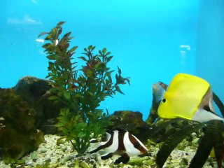 АКВАРИУМНЫЕ РЫБКИ