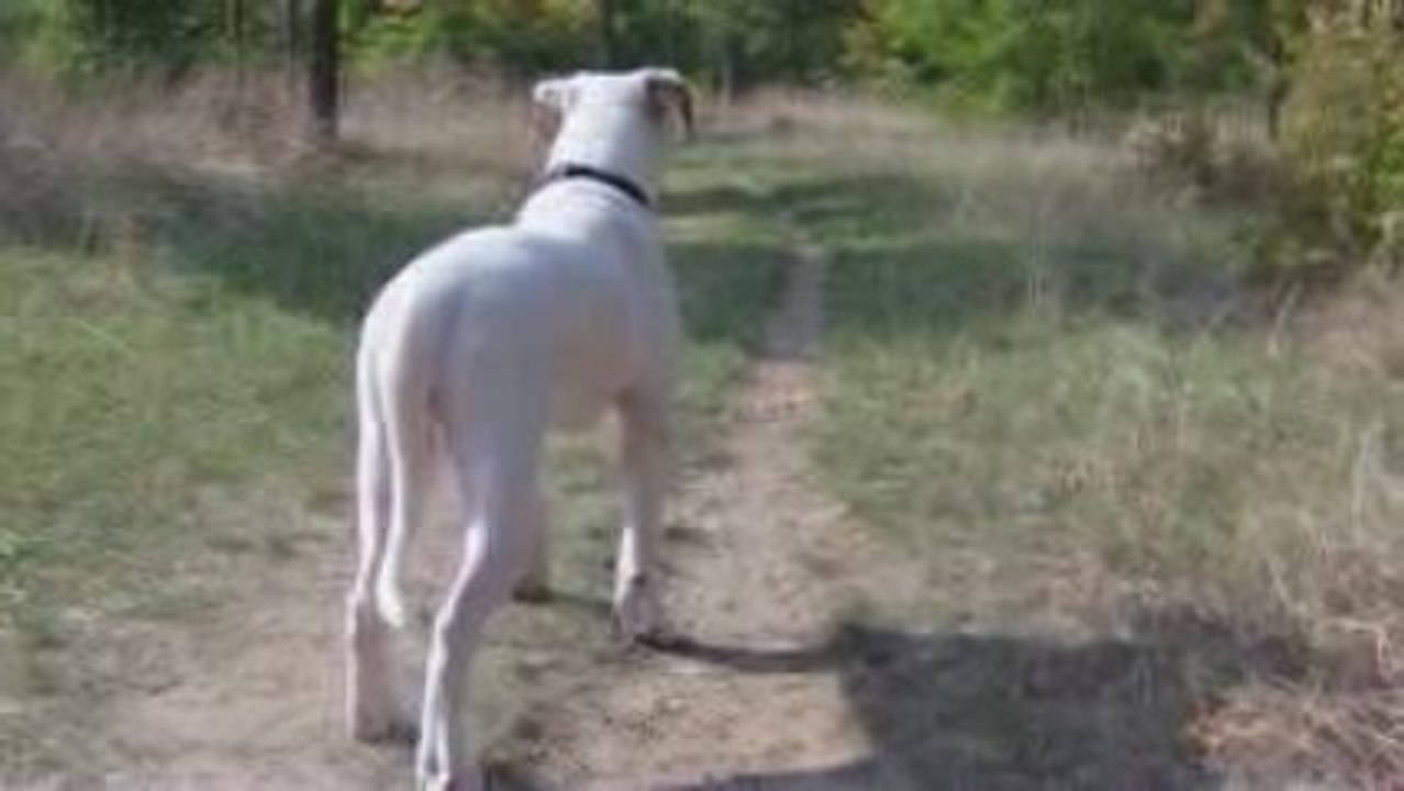 Ballade das les bois