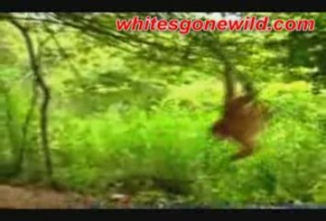 Scary Animals Attack