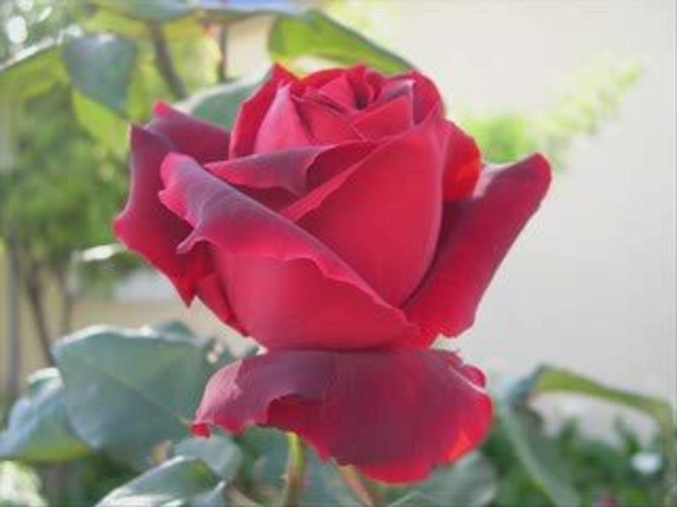 Eşref ziya,bir garip sevda,www.ilahi.cc