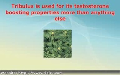 Orexis Review - Does Orexis Male Enhancement Work?