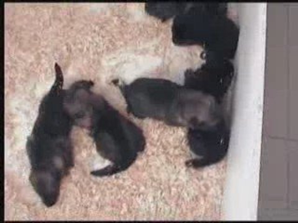 chiots vodka 250909