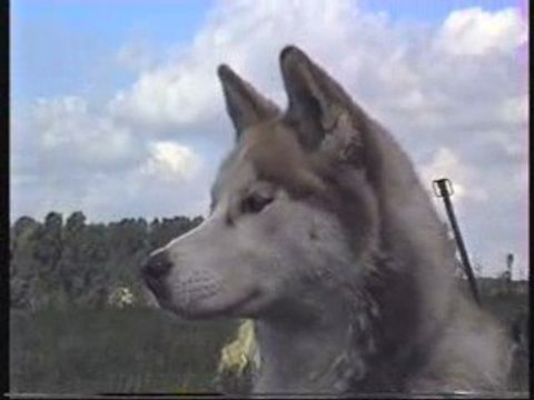 Baptême en attelage de chiens de traineau dans le nord