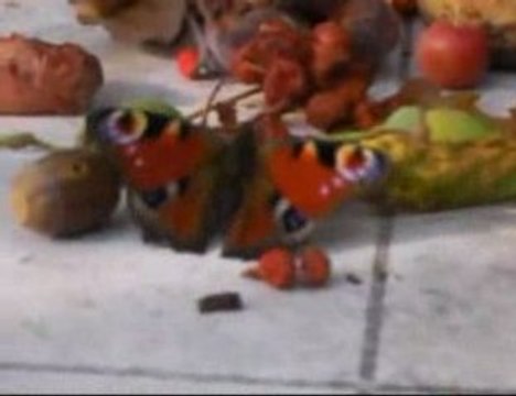 Somain-le festin des papillons(1)/ the butterflies ' treat