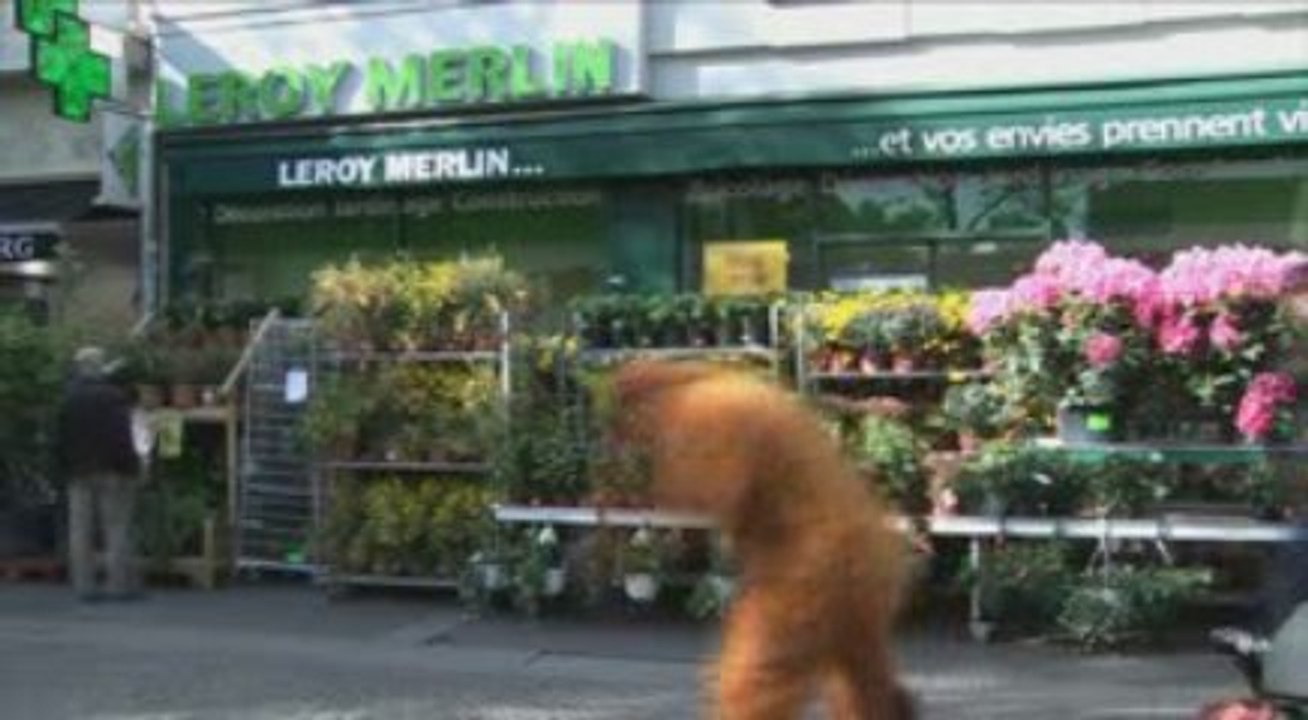 Les rescapés de la déforestation