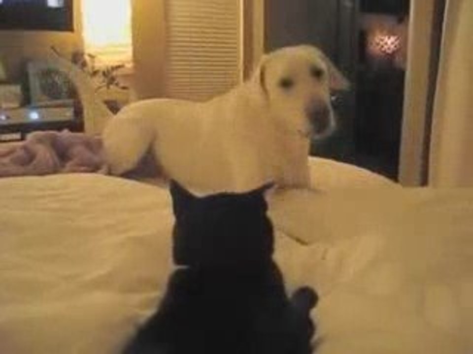 gatto non si fa intimidire dal cane