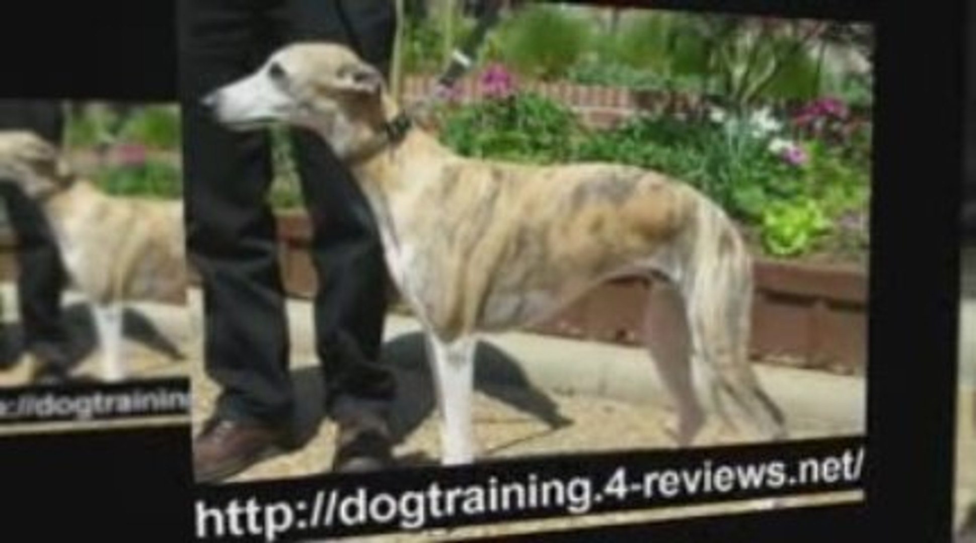⁣positive dog training
