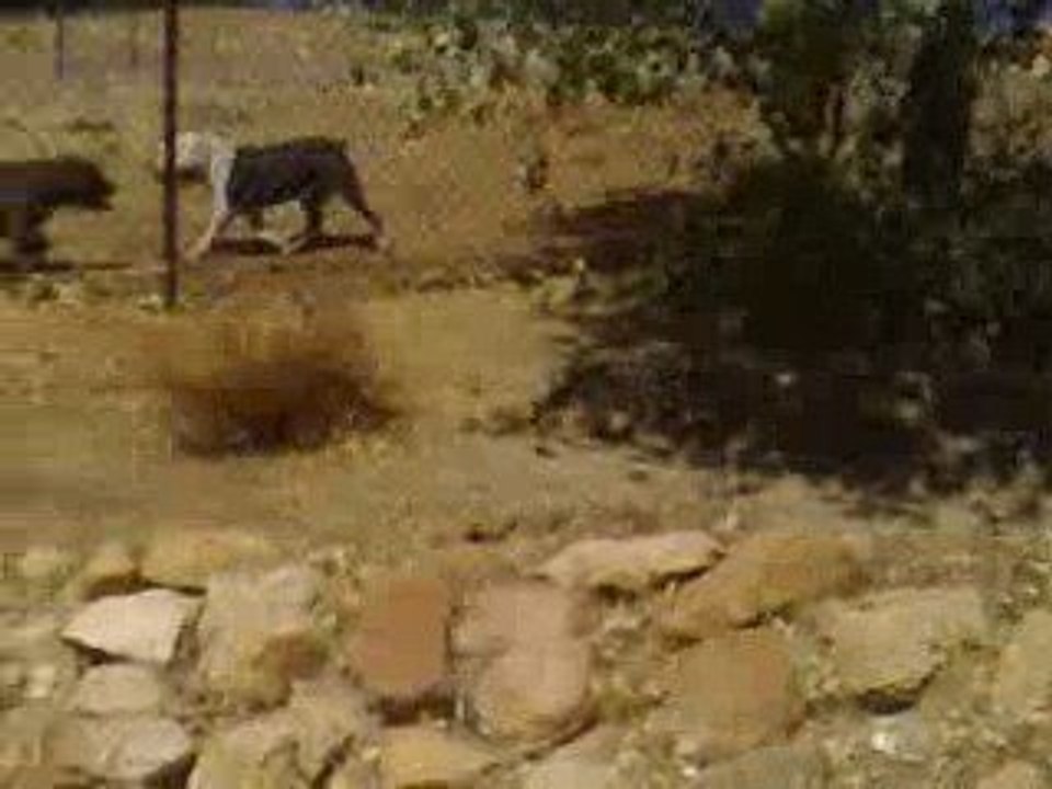 BIGBENBULLIES CORLEONEKENNELS BOWWOWCAMPS