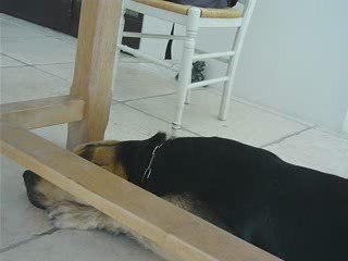 Le Petit Fousset fait chanter son public é aussi les animaux