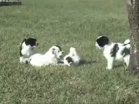 Elevage des Sources du Salaison Terrier du tibet