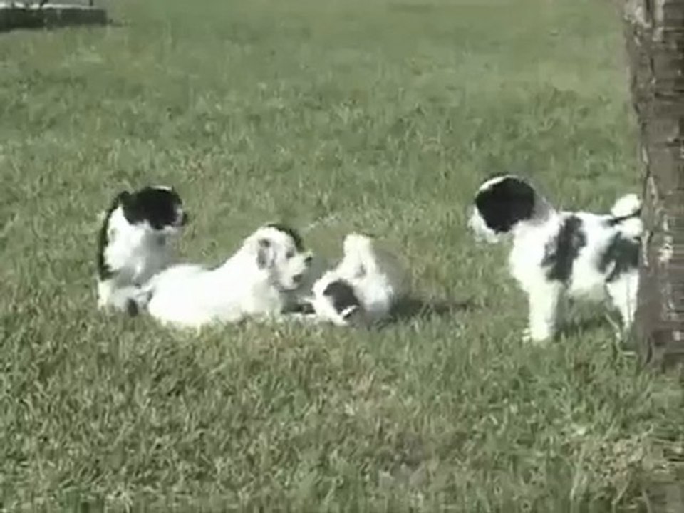 Elevage des Sources du Salaison Terrier du tibet