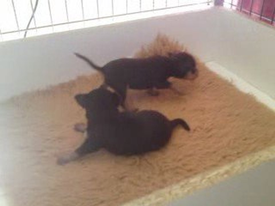 Chiots Russkiy Toys - les 2 mâles (1)