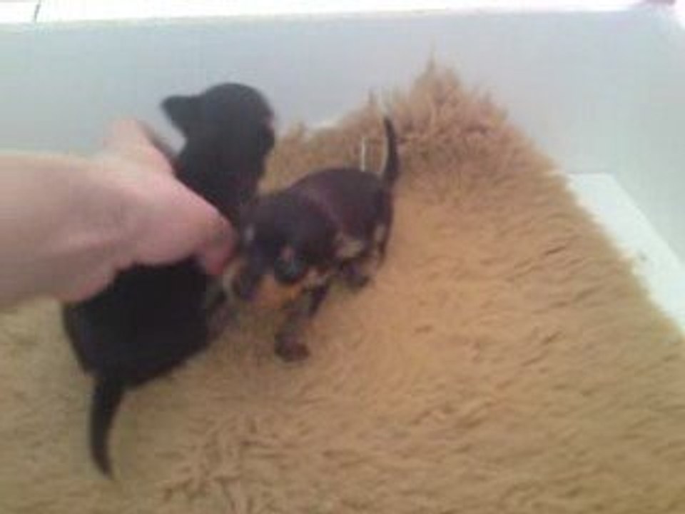 Chiots Russkiy Toys - les 2 mâles (2)