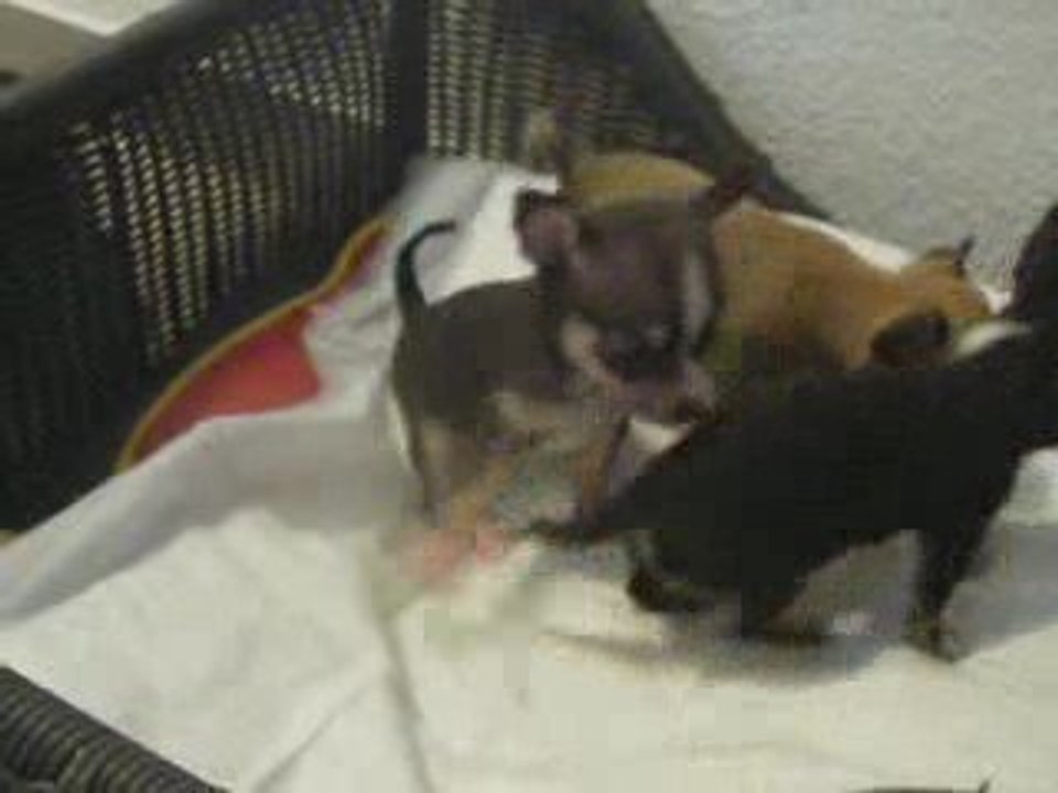 Enzo, Eliot, Elvis et Eros 1 mois et 3 jours !