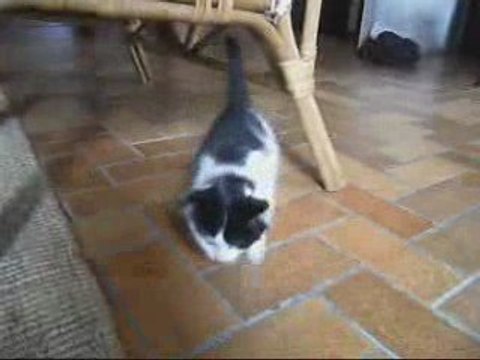 Les chatons ont 7 semaines