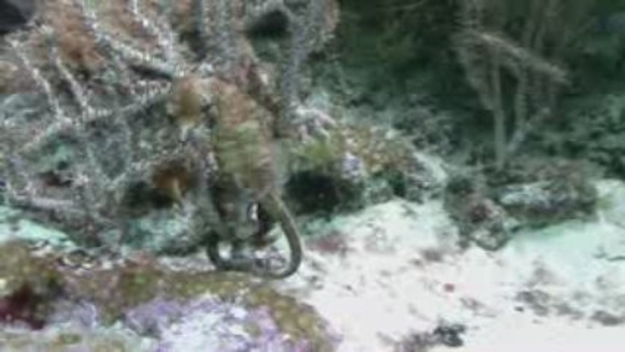 Caballito de Mar