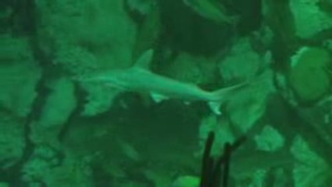 Tiburones y rayas en acuario