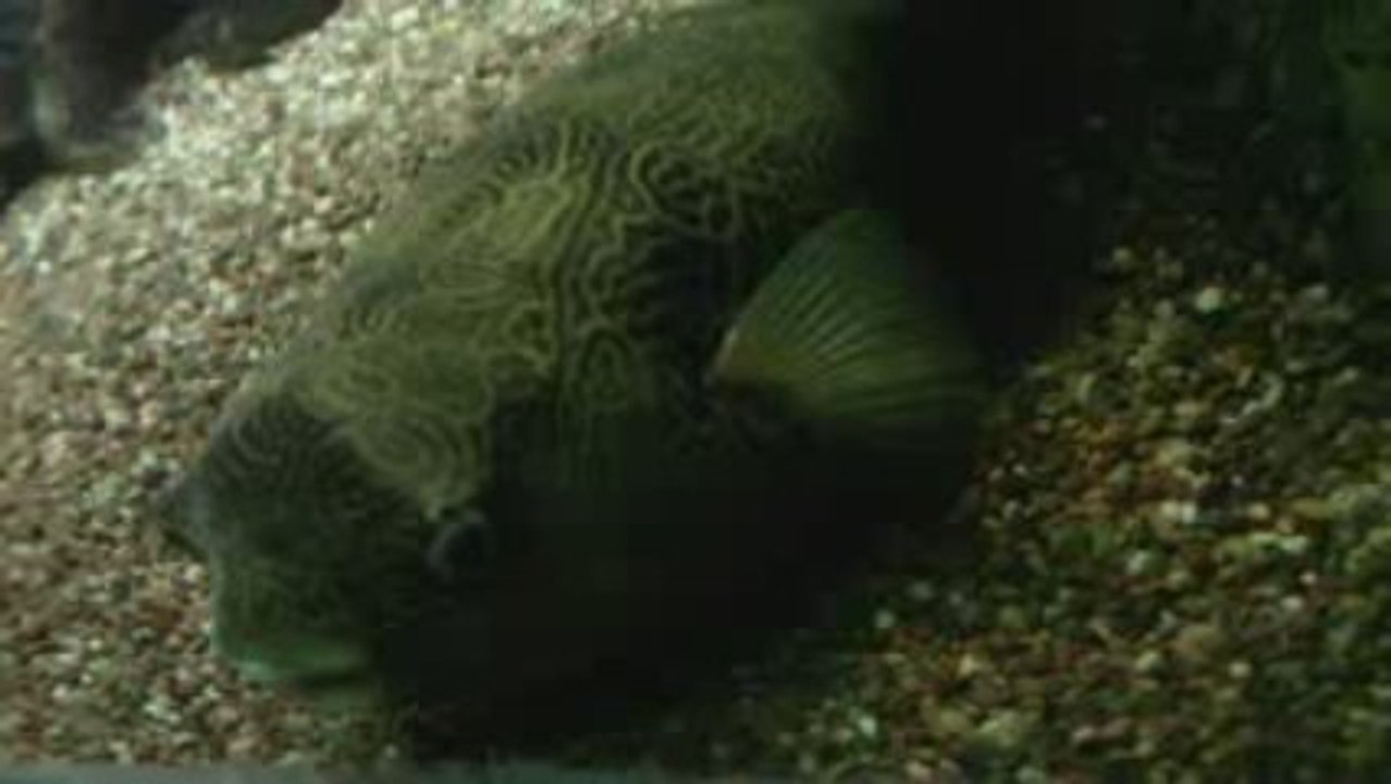 Congo River Puffer - Tetraodon mbu