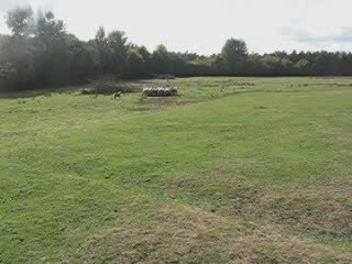 Déli au troupeau le 10 octobre 2009