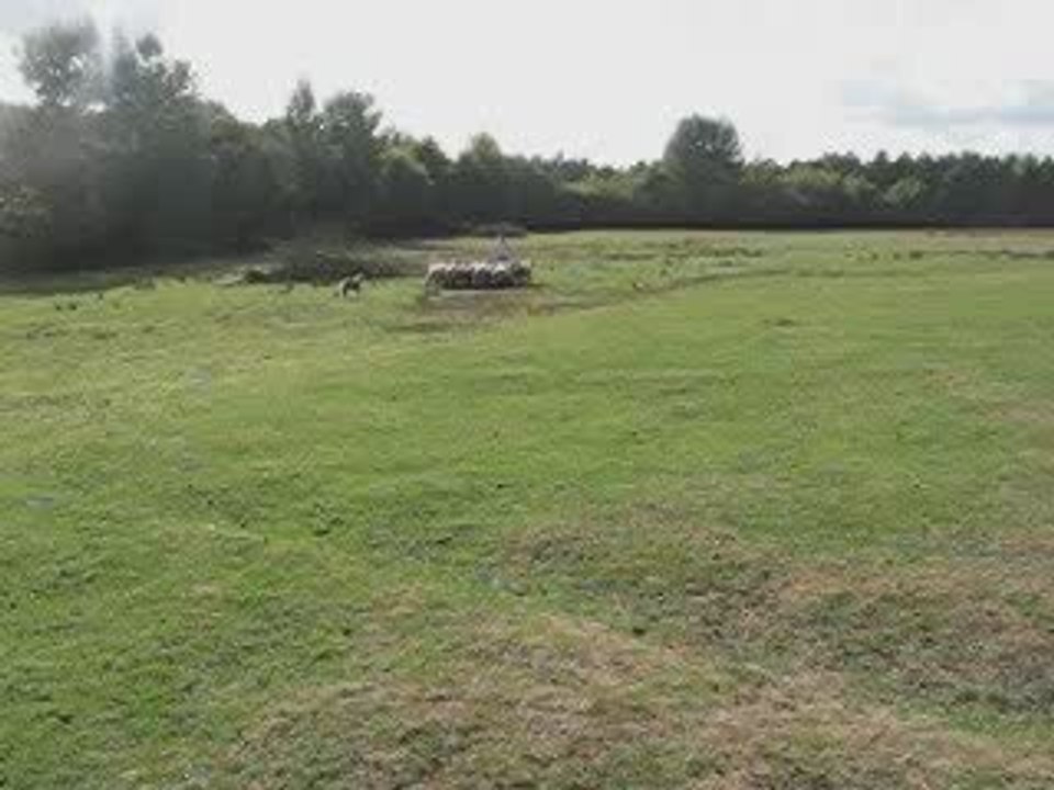 Déli au troupeau le 10 octobre 2009