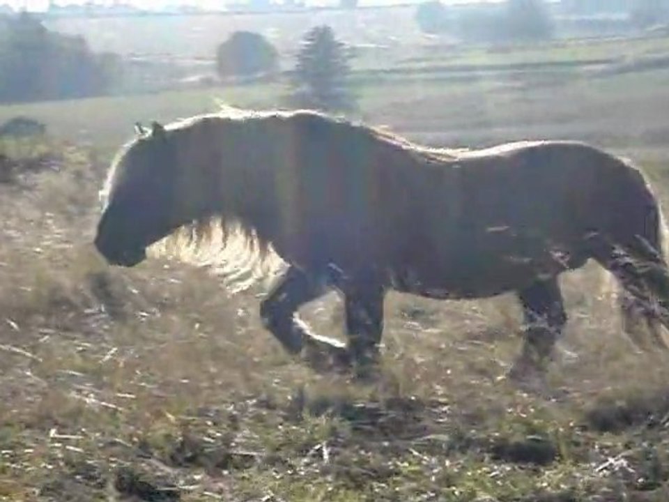 les plus belles crinières