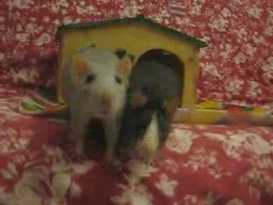 Mes trois petites chipies, mes ptites belettes...