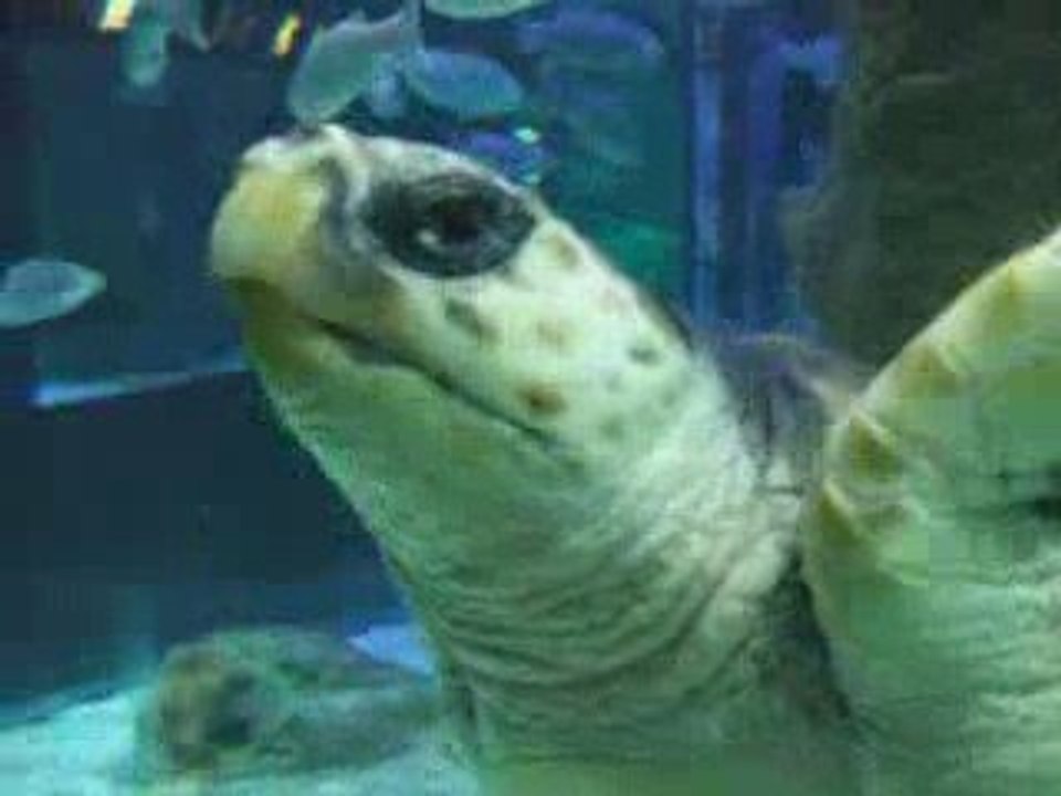 tortue des mers