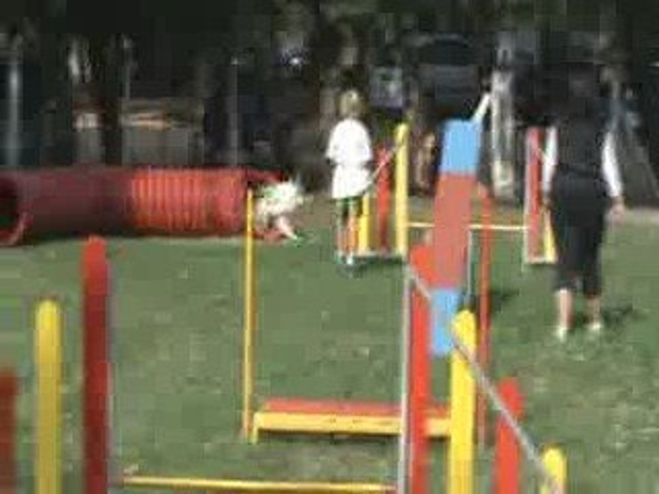 Nico en agility avec Dakota