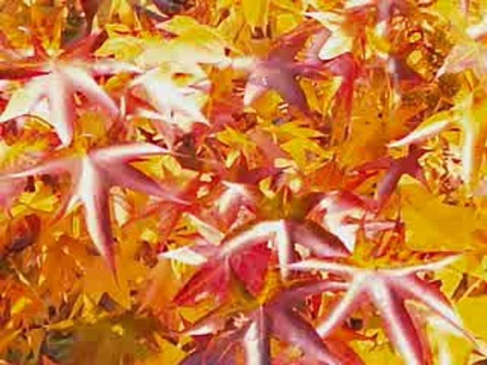 chanson d'automne
